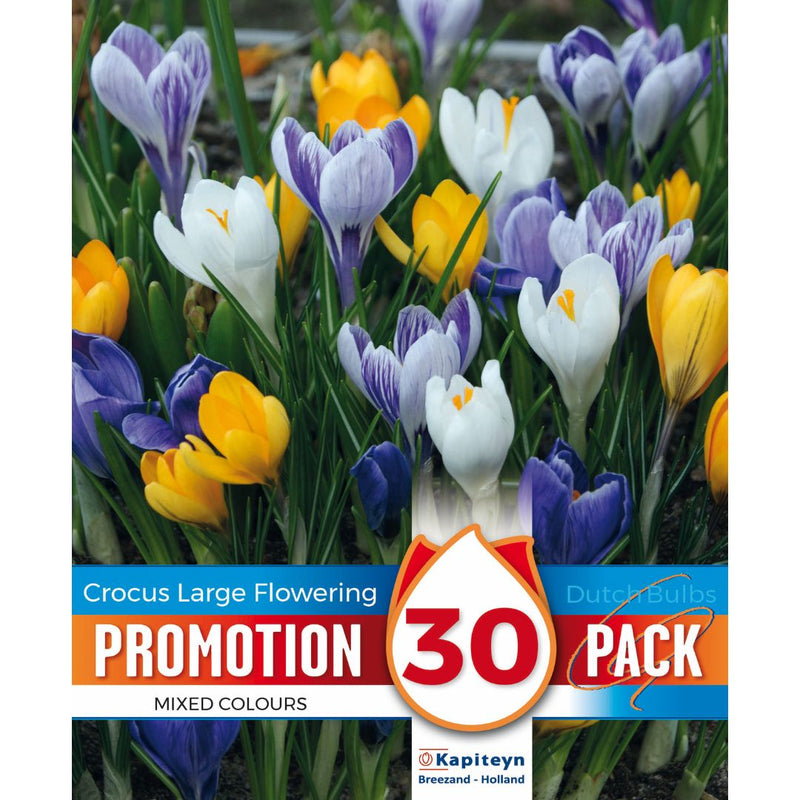 Crocus Large Flowering Promo Bulbs