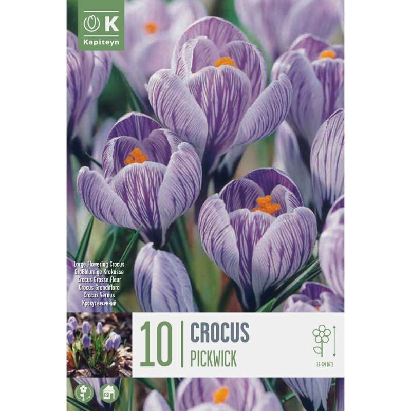 Crocus Pickwick Bulbs