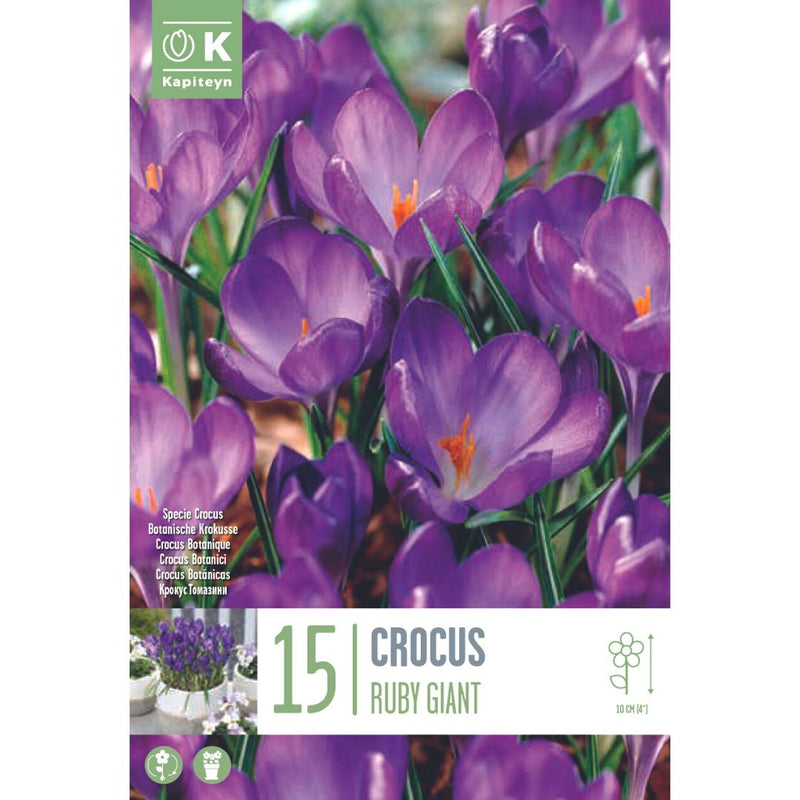 Crocus Ruby Giant Bulbs