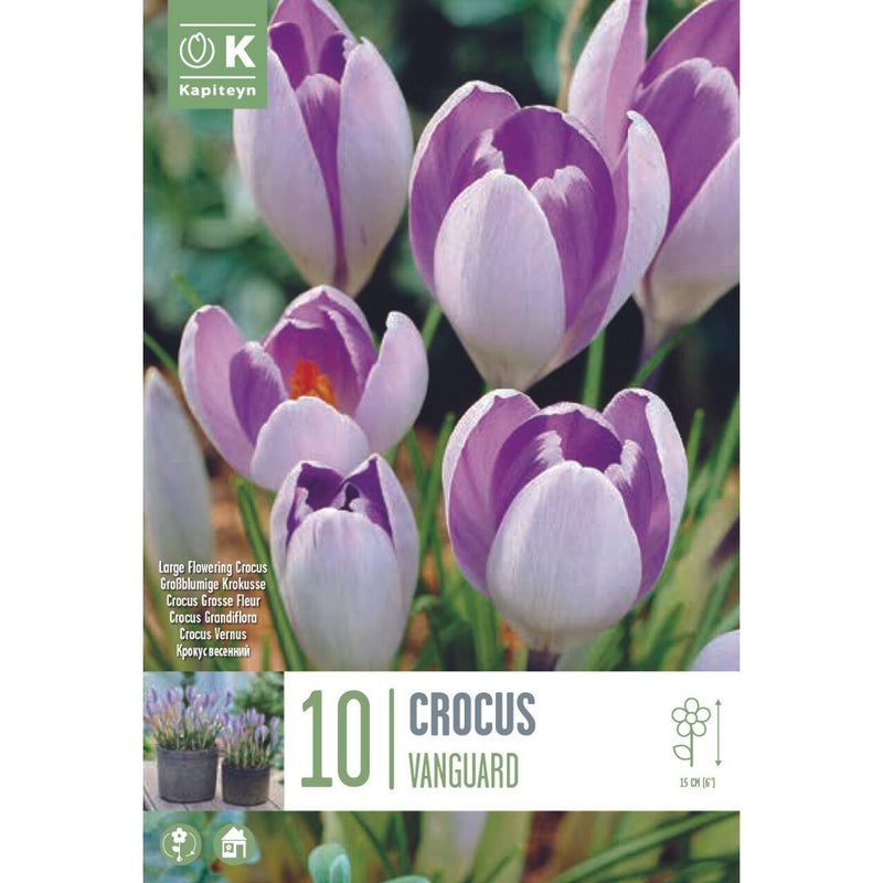 Crocus Vanguard Bulbs