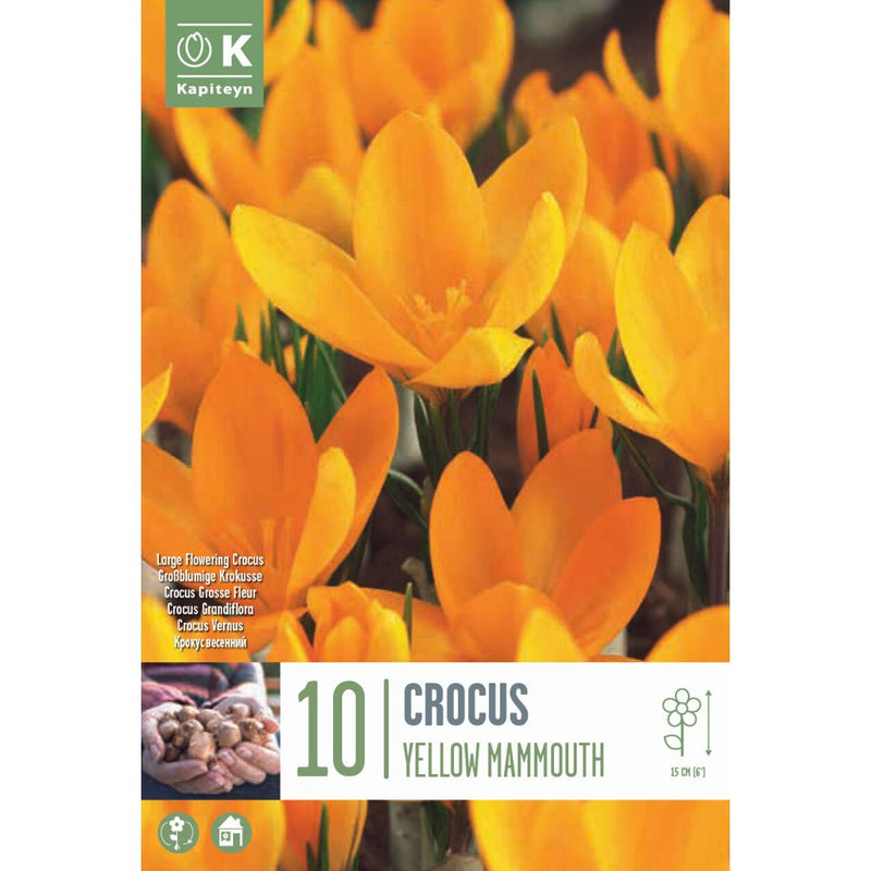 Crocus Yellow Mammoth Bulbs