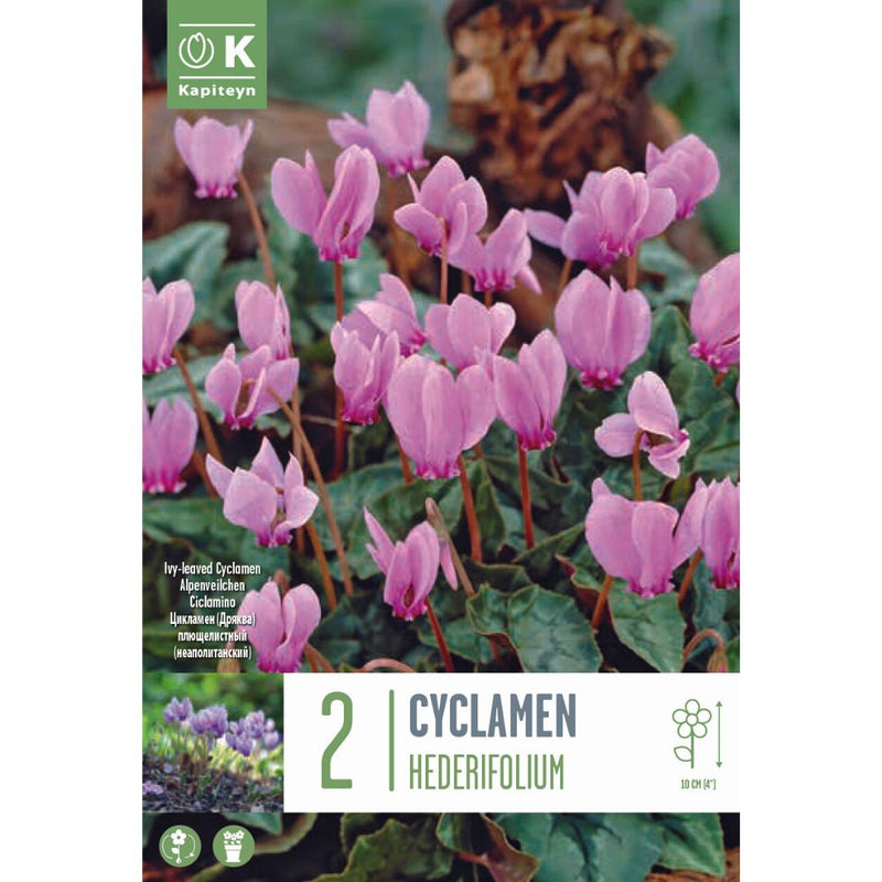 Cyclamen Hederifolium Bulbs