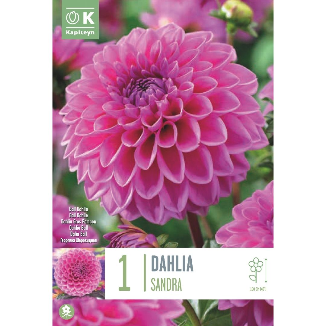 Dahlia Sandra