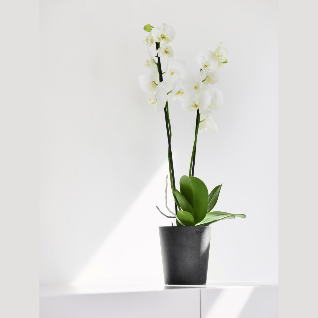 Ecopots Morinda Orchid Pot