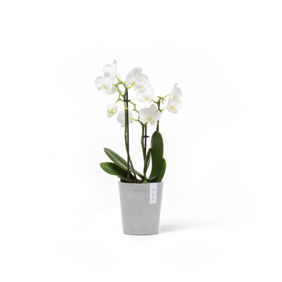 Ecopots Morinda Orchid Pot