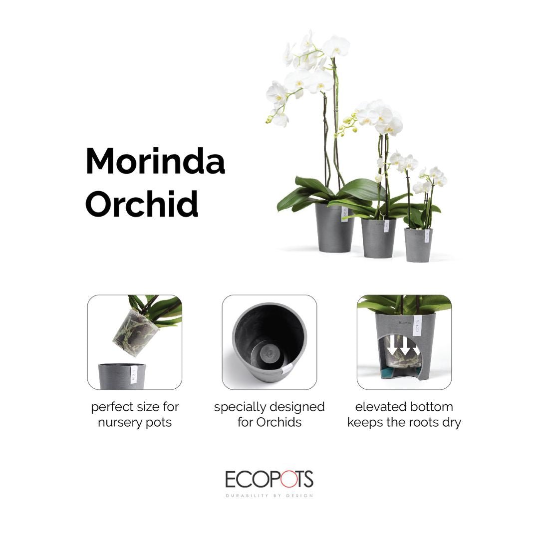 Ecopots Morinda Orchid Pot