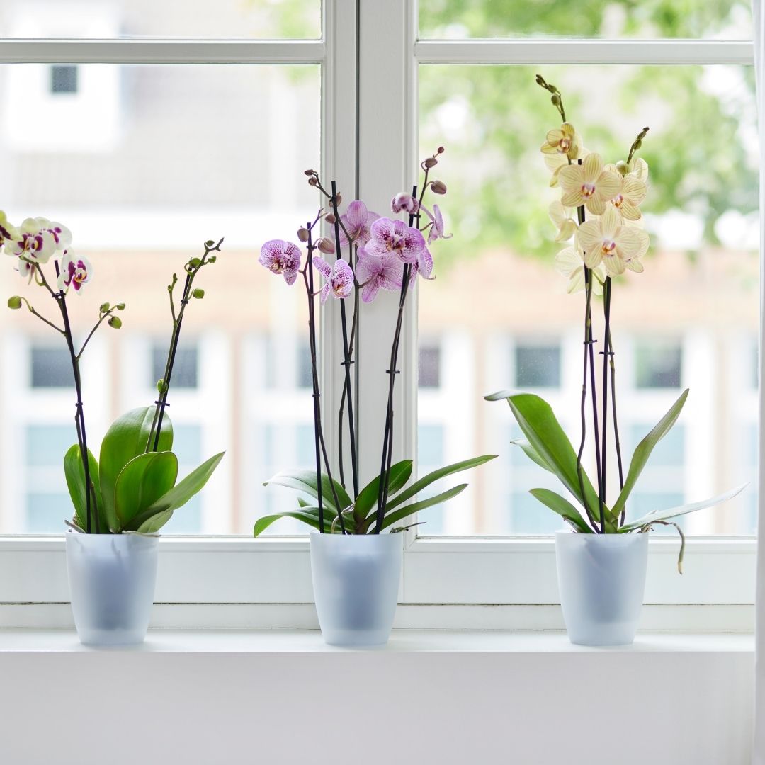 Elho Brussels Orchid High 12.5 - Transparent