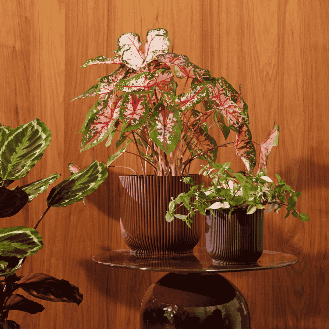 Elho Pot - Winery Collection Bordeaux Red