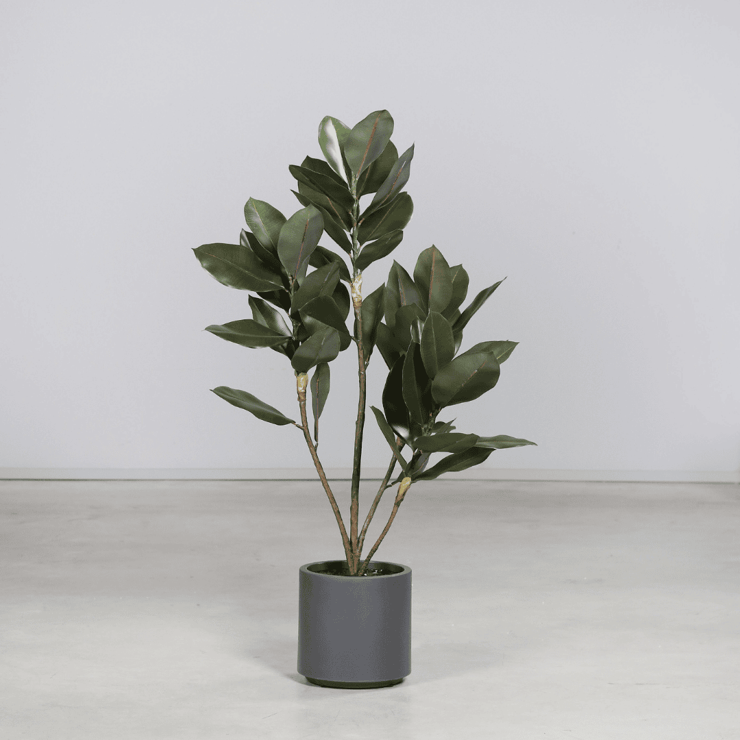 Faux Ficus Rubber Tree Grey Pot 100cm