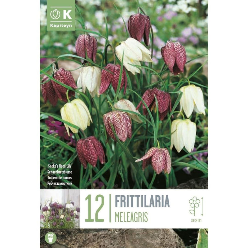 Fritillaria Meleagris Bulbs