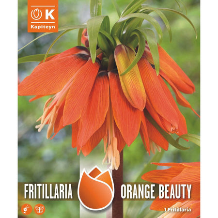 Fritillaria Orange Beauty Bulb