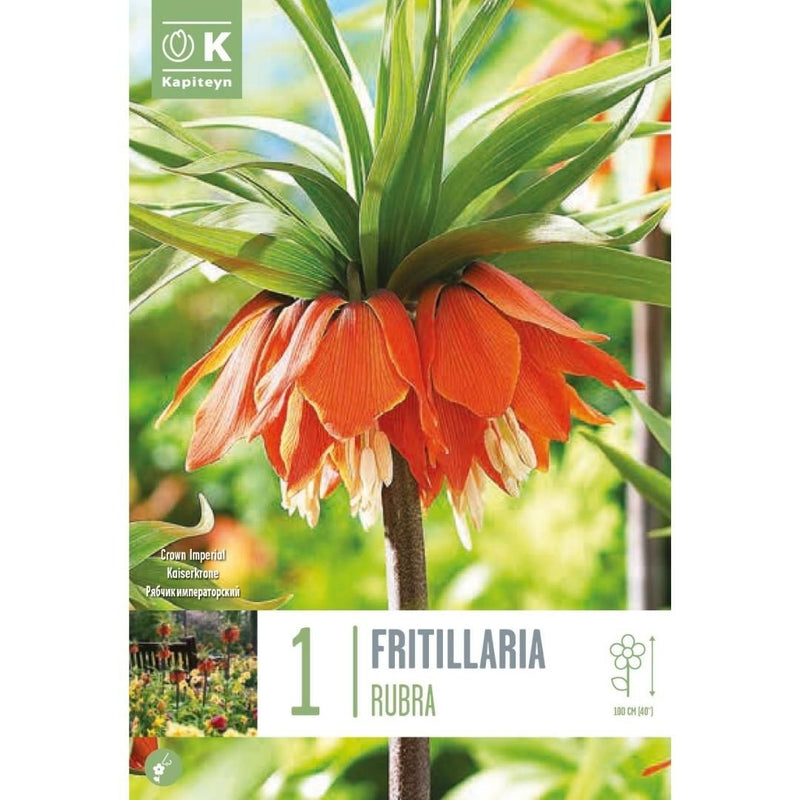 Fritillaria Rubra Bulb