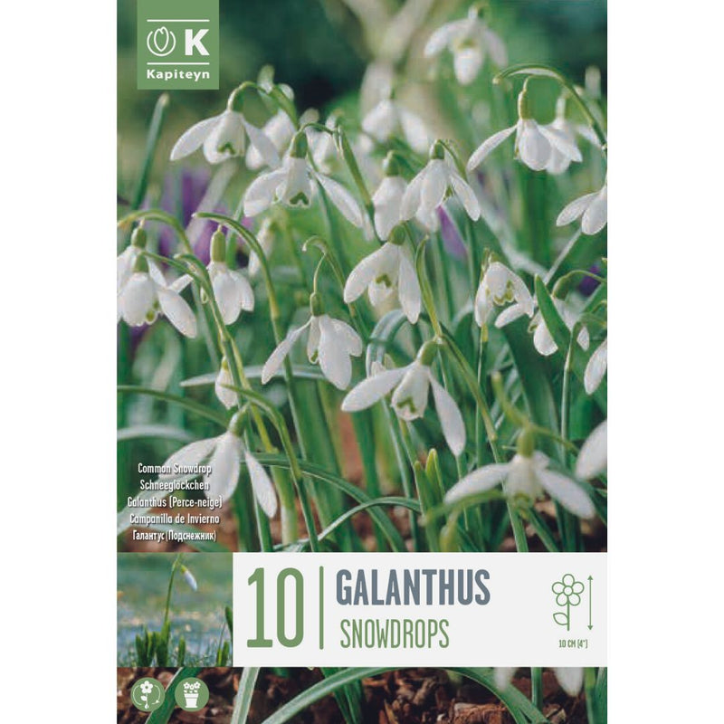 Galanthus Snowdrops Bulbs