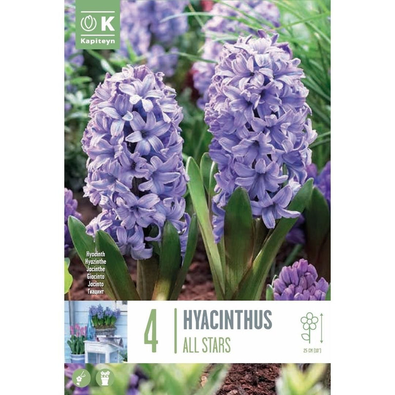 Hyacinth All Stars Bulbs