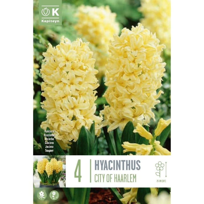 Hyacinth City Of Haarlem Bulbs