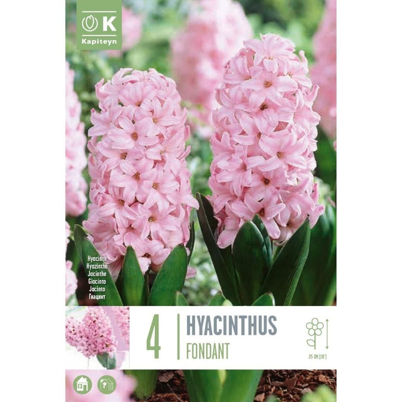 Hyacinth Fondant Bulbs