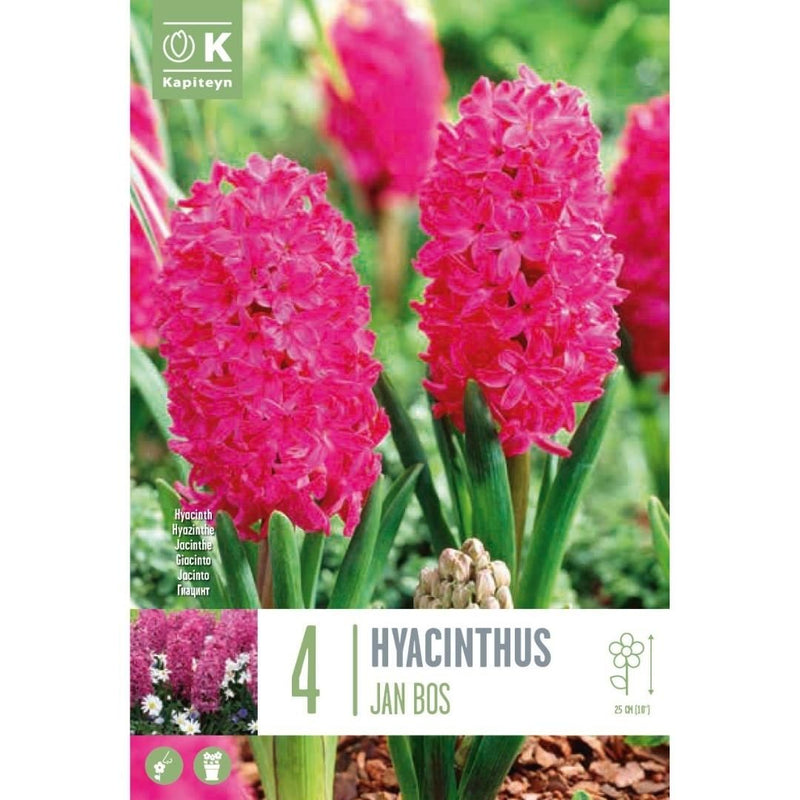 Hyacinth Jan Bos Bulbs