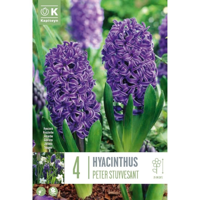 Hyacinth Peter Stuyvesant Bulbs