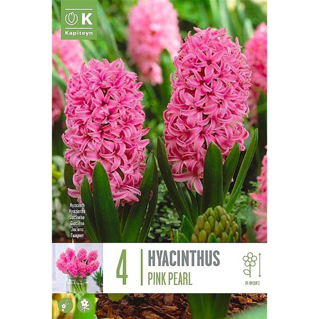 Hyacinth Pink Pearl Bulbs