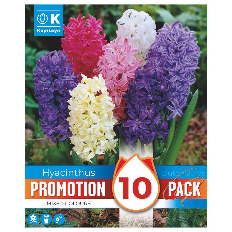 Hyacinth Promo Bulbs