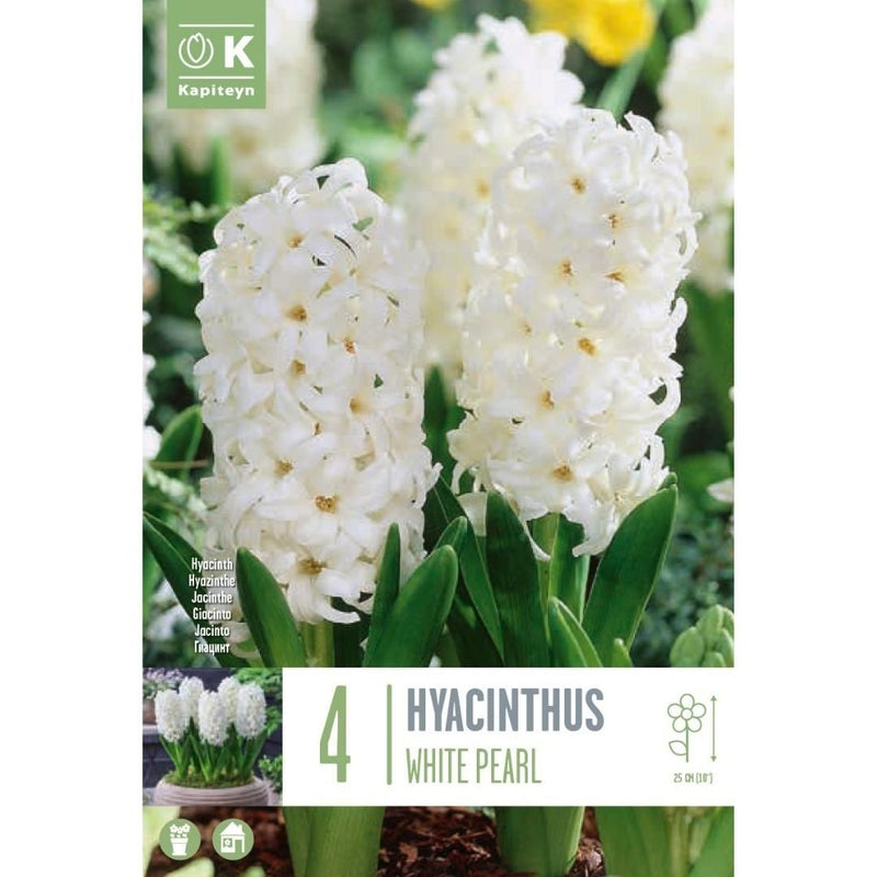 Hyacinth White Pearl Bulbs