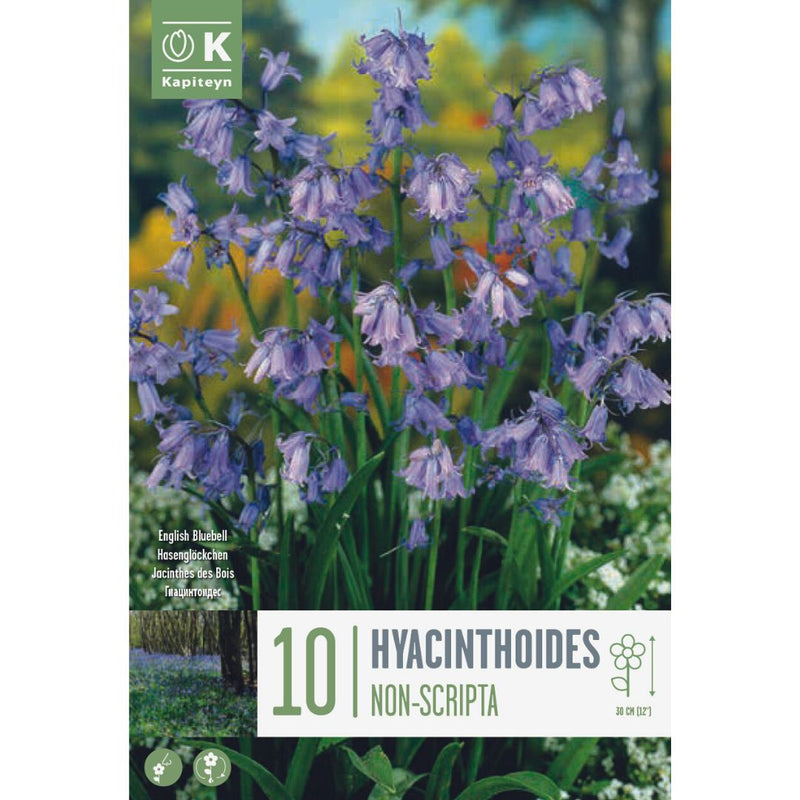 Hyacinthoides Non - Scripta (Bluebells) Bulbs