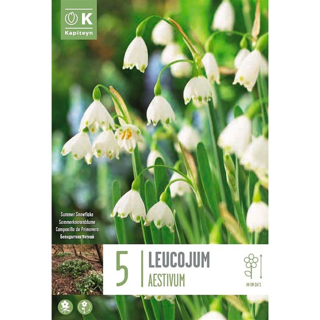 Leucojum Aestivum Bulbs