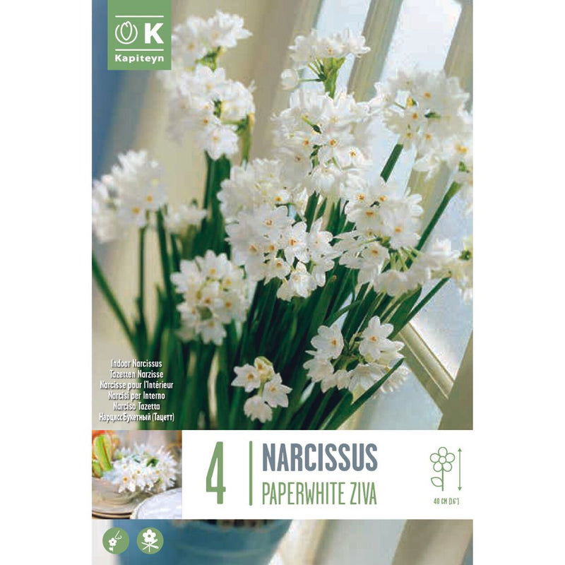 Narcissus Paperwhite Ziva Bulbs