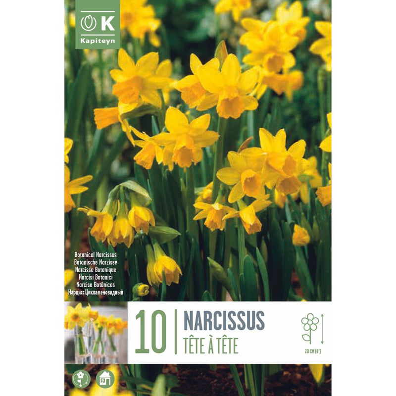 Narcissus Tête - à - Tête Bulbs