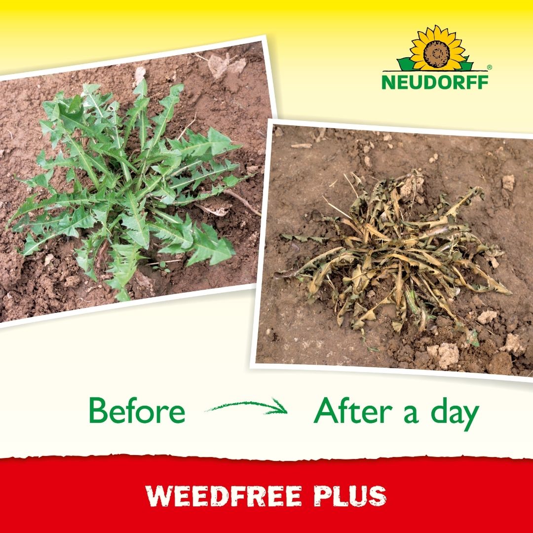 Neudorff Weed Free Plus RTU