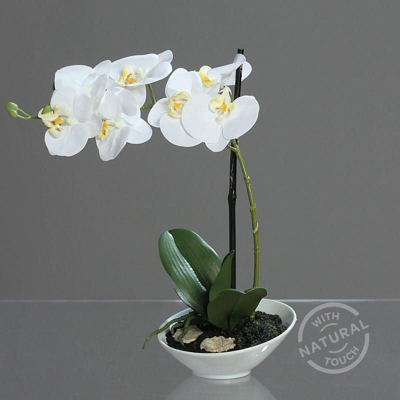 Orchid In White Bowl - The Garden HouseDPI