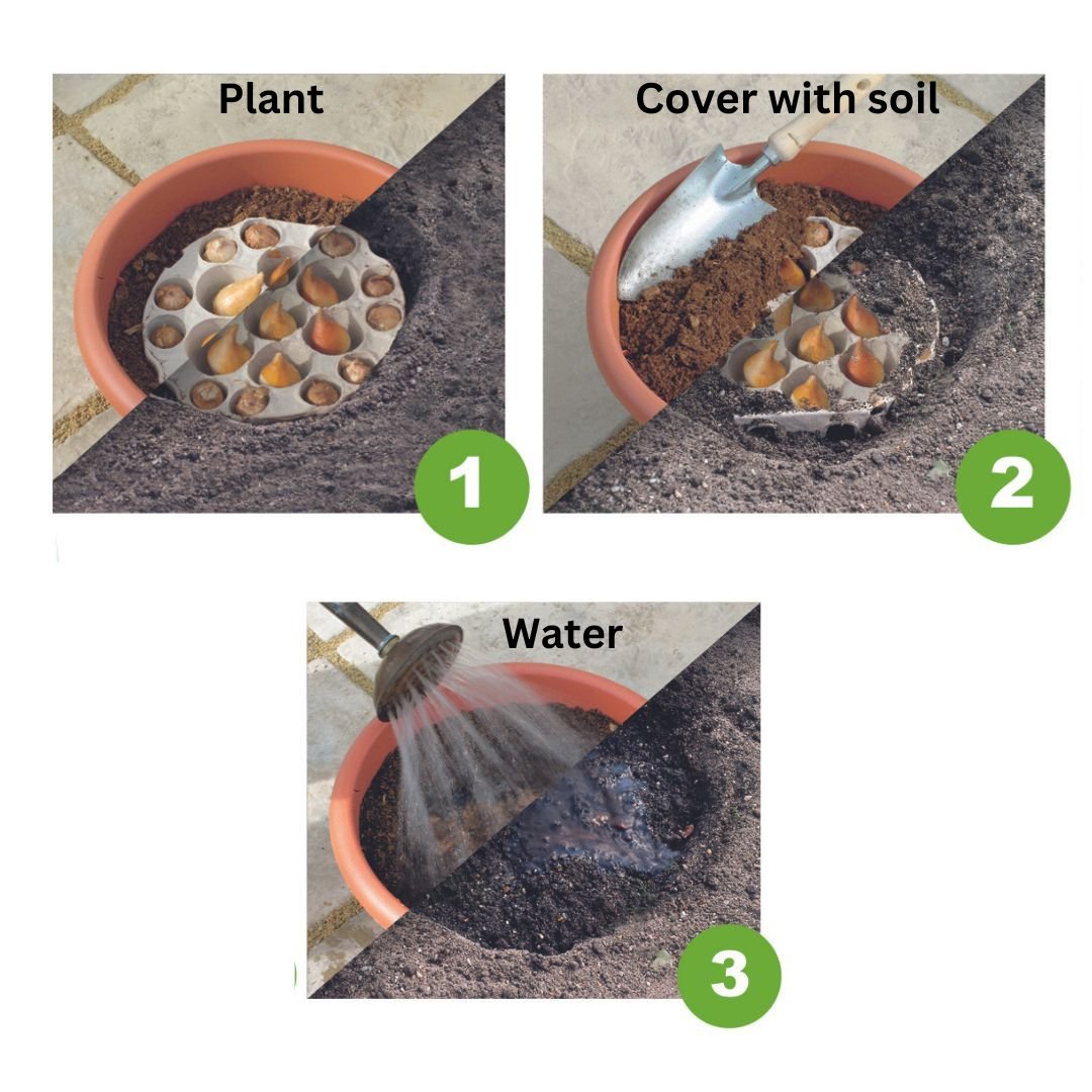Ready To Plant Tray Tulips & Crocus