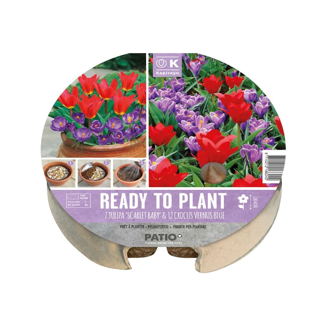 Ready To Plant Tray Tulips & Crocus