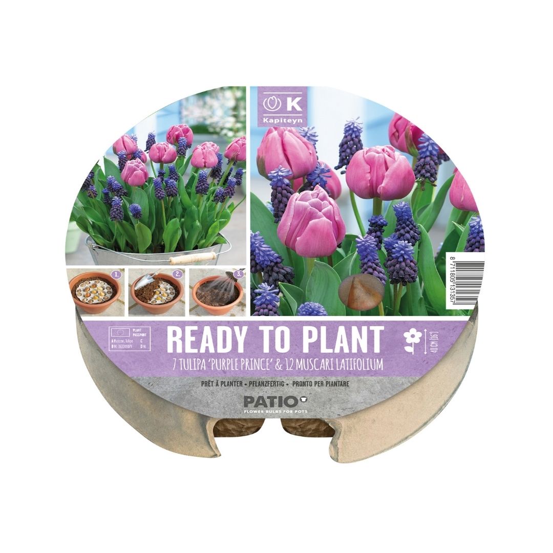 Ready To Plant Tray Tulips & Muscari