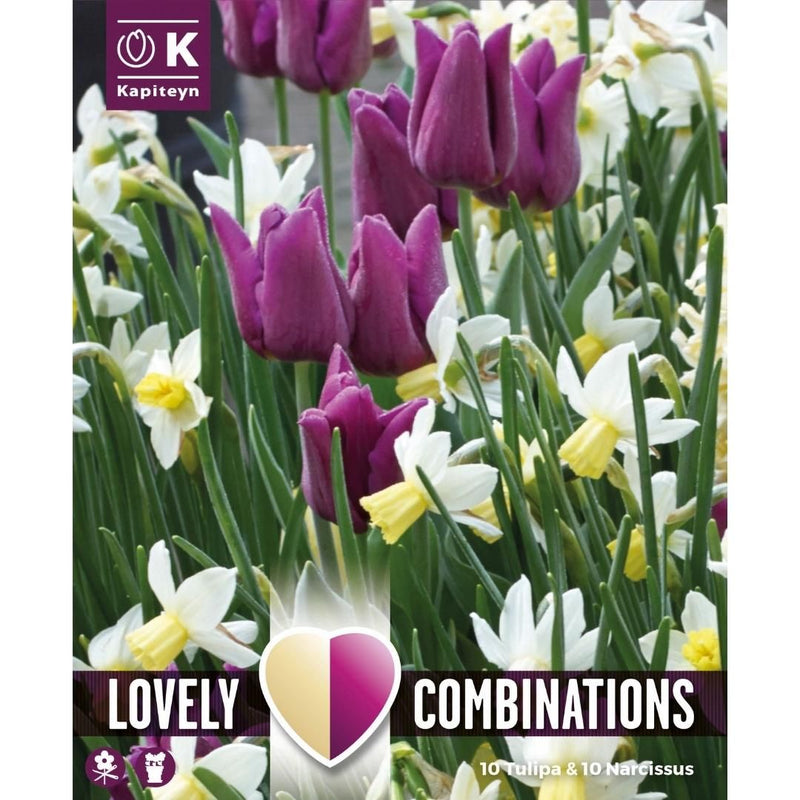 Spring Mix Purple Tulip & Narcissus Bulbs