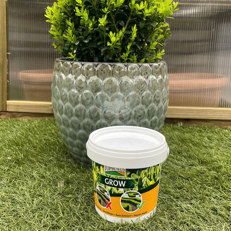 TopBuxus Grow Feed