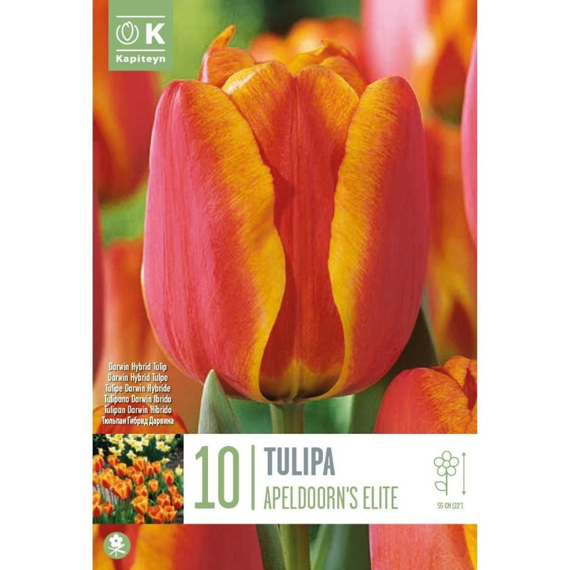 Tulip Apeldoorn's Elite Bulbs