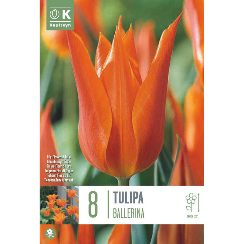 Tulip Ballerina Bulbs