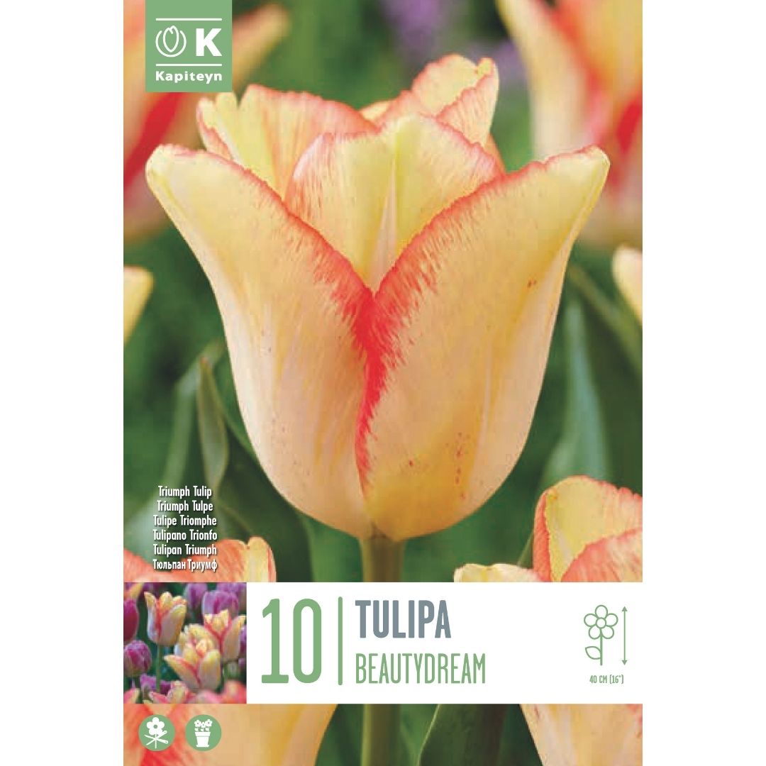 Tulip Beauty Dream Bulbs