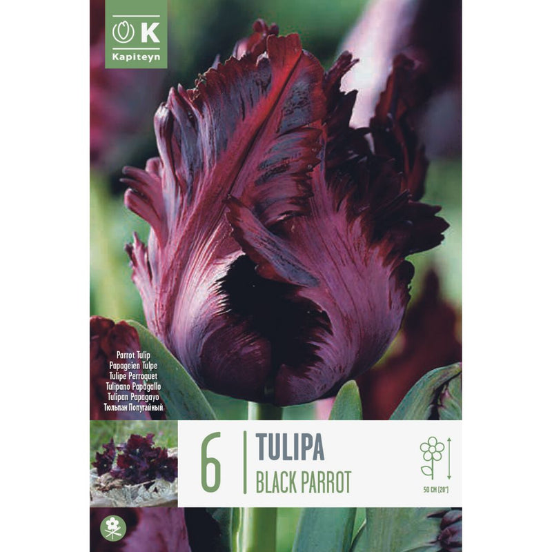 Tulip Black Parrot Bulbs