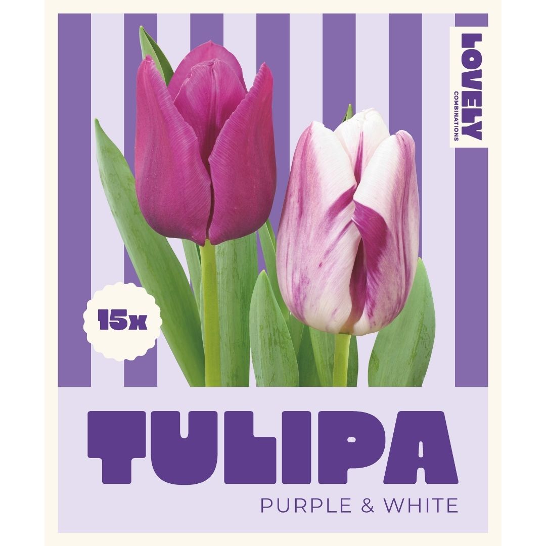 Tulip Mix Purple & White Bulbs