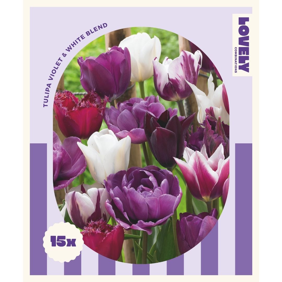 Tulip Violet & White Blend Bulbs