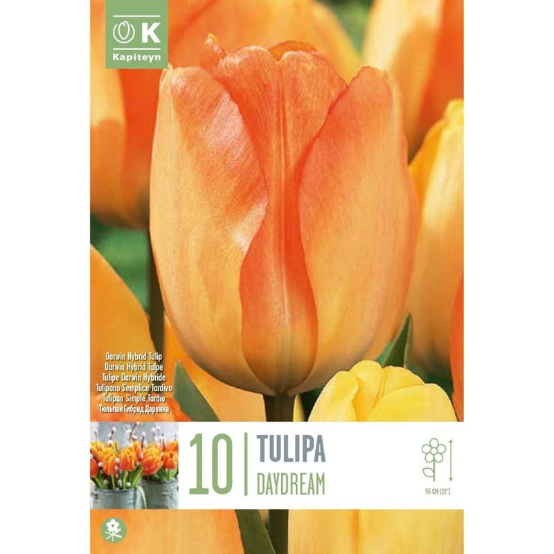 Tulip Daydream Bulbs