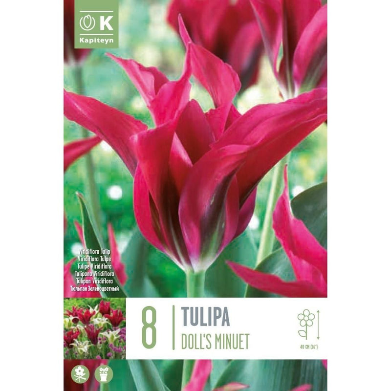 Tulip Doll's Minuet Bulbs