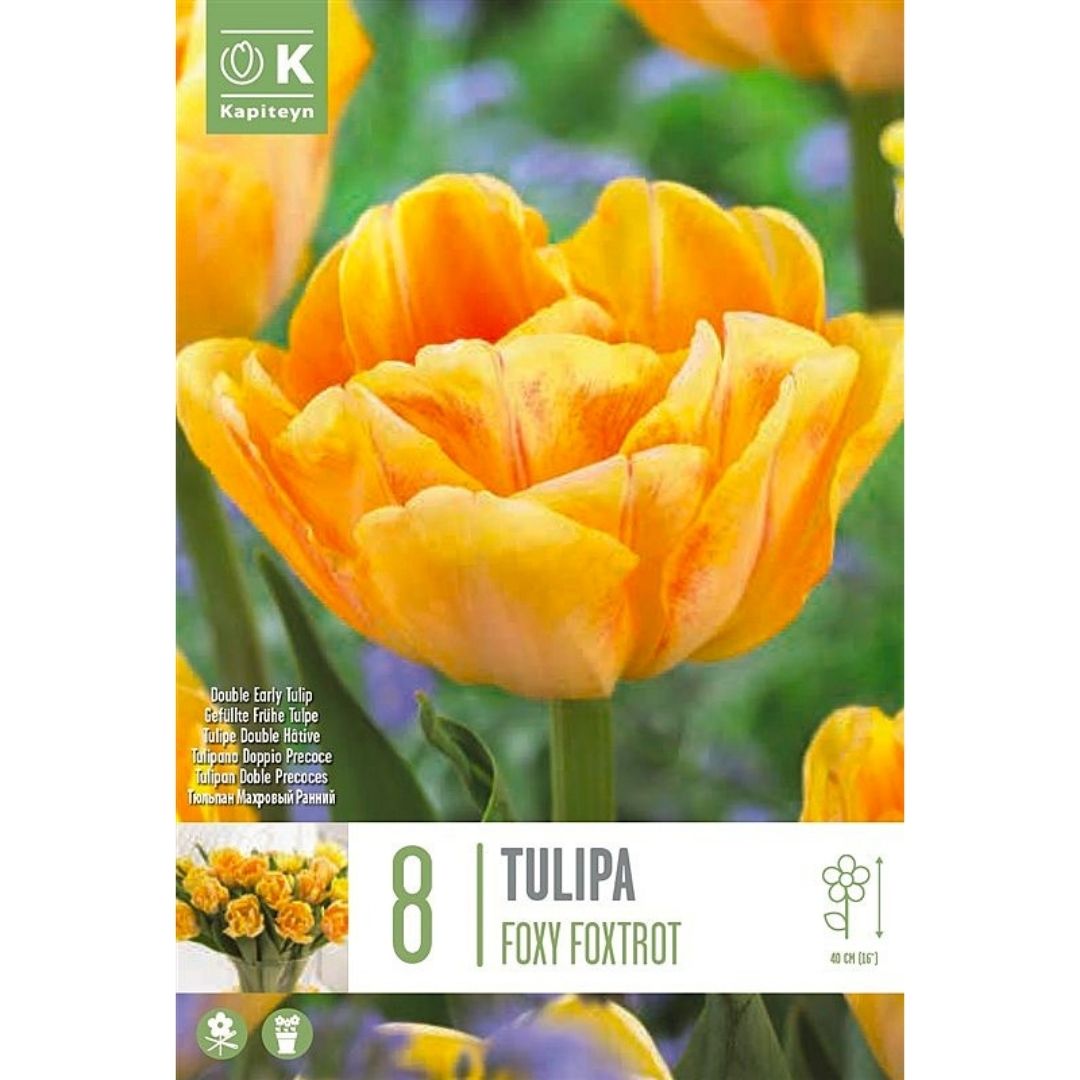Tulip Foxy Foxtrot Bulbs