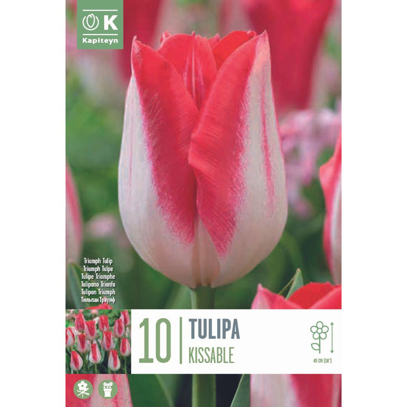 Tulip Kissable Bulbs