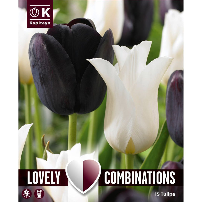 Tulip Mix Black & White Bulbs