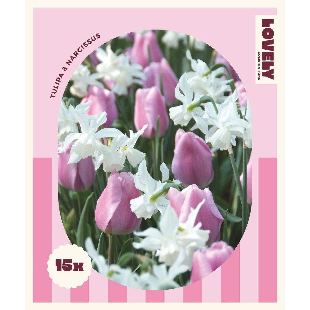 Spring Mix Pink Tulip & Narcissus Bulbs