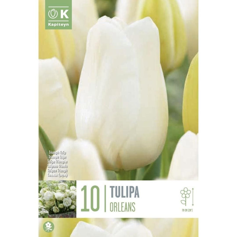 Tulip Orleans Bulbs