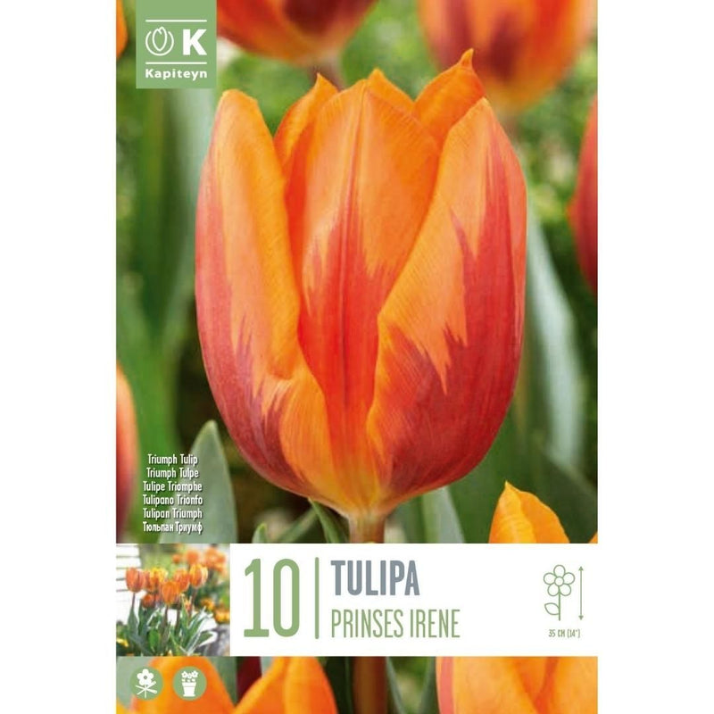 Tulip Prinses Irene Bulbs